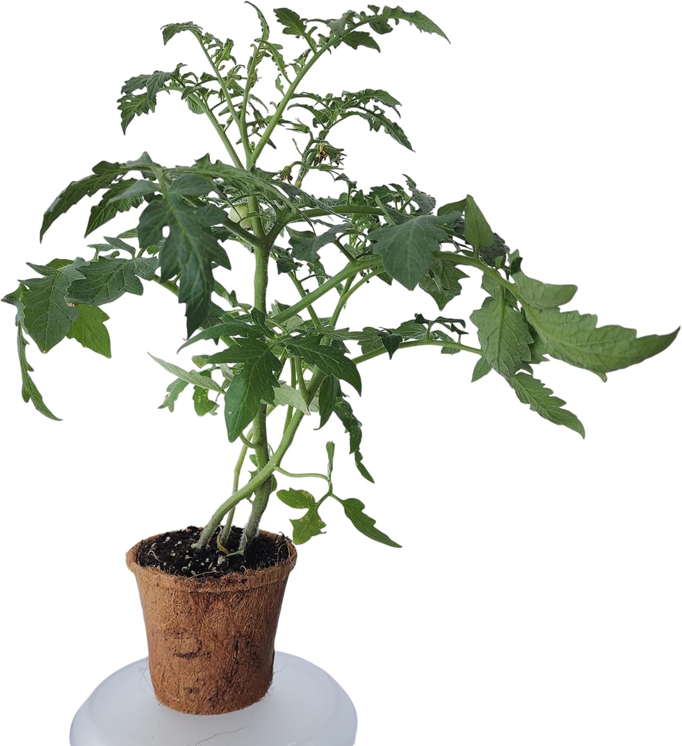 Unique Gardener Plant-It Starters Plant Seeds 4-Pack, DIY Indoor Succulents and Live Plants for Home or Garden Planting, Grape Tomato