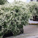 Fallopia Baldschuanica Climbing Plant - Russian Vine - Fast Growing Climber in a 9cm Pot