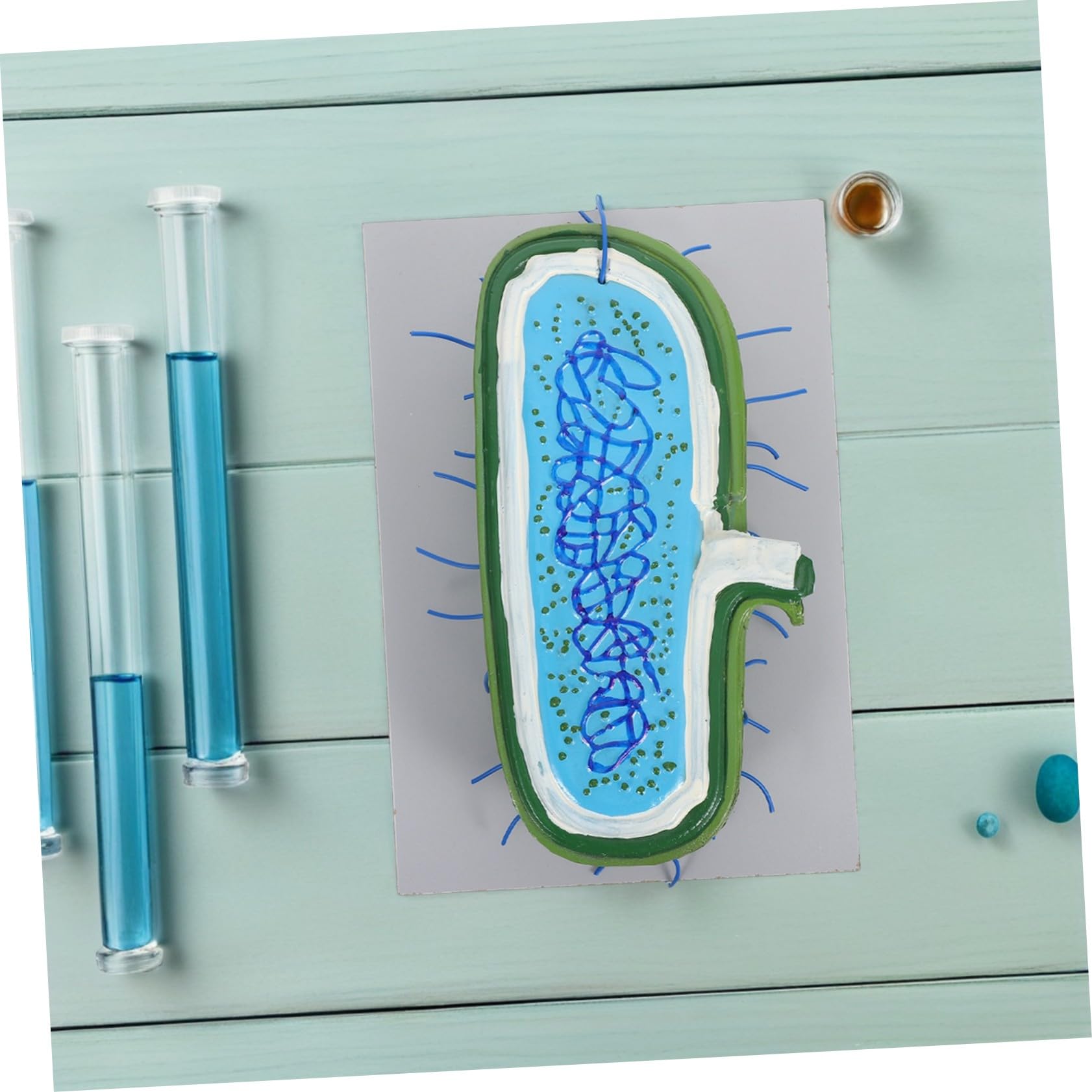 Cabilock Zellstrukturmodell für Biologieunterricht mit Organellen Kernmodell und Anatomischem Design Unterrichtsmodell für Schüler und Lehrer