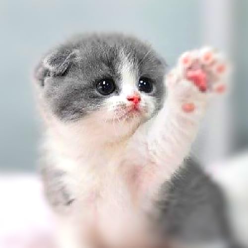 Cat Wallpapers