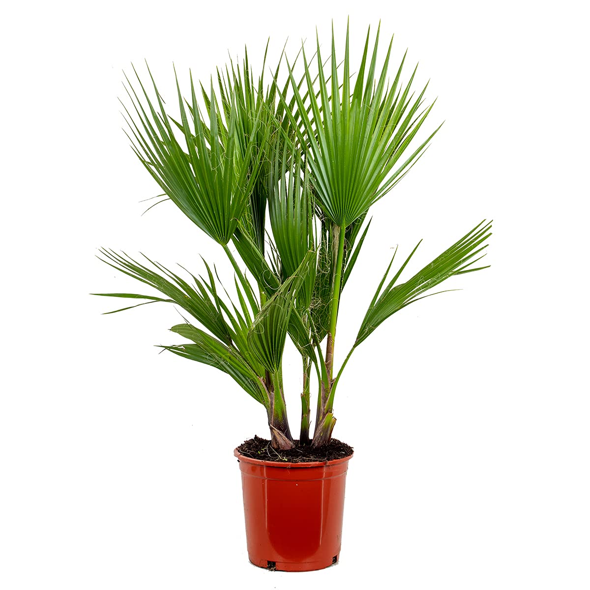 Bloomique - Washingtonia Robusta - Palmier éventail mexicain - Palmier rustique - Plantes de jardin - Hauteur 80-​100 cm - Pot 21 cm