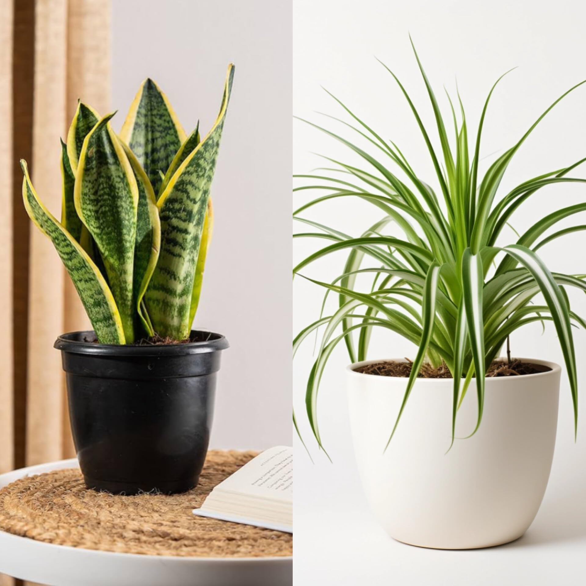 Spider plant,Sansevieria Golden Hahnii Snake plant Combo of 2 Indoor plants for living room big size | Live Plants | Plants for Garden | Plants for Home Decor-image-48