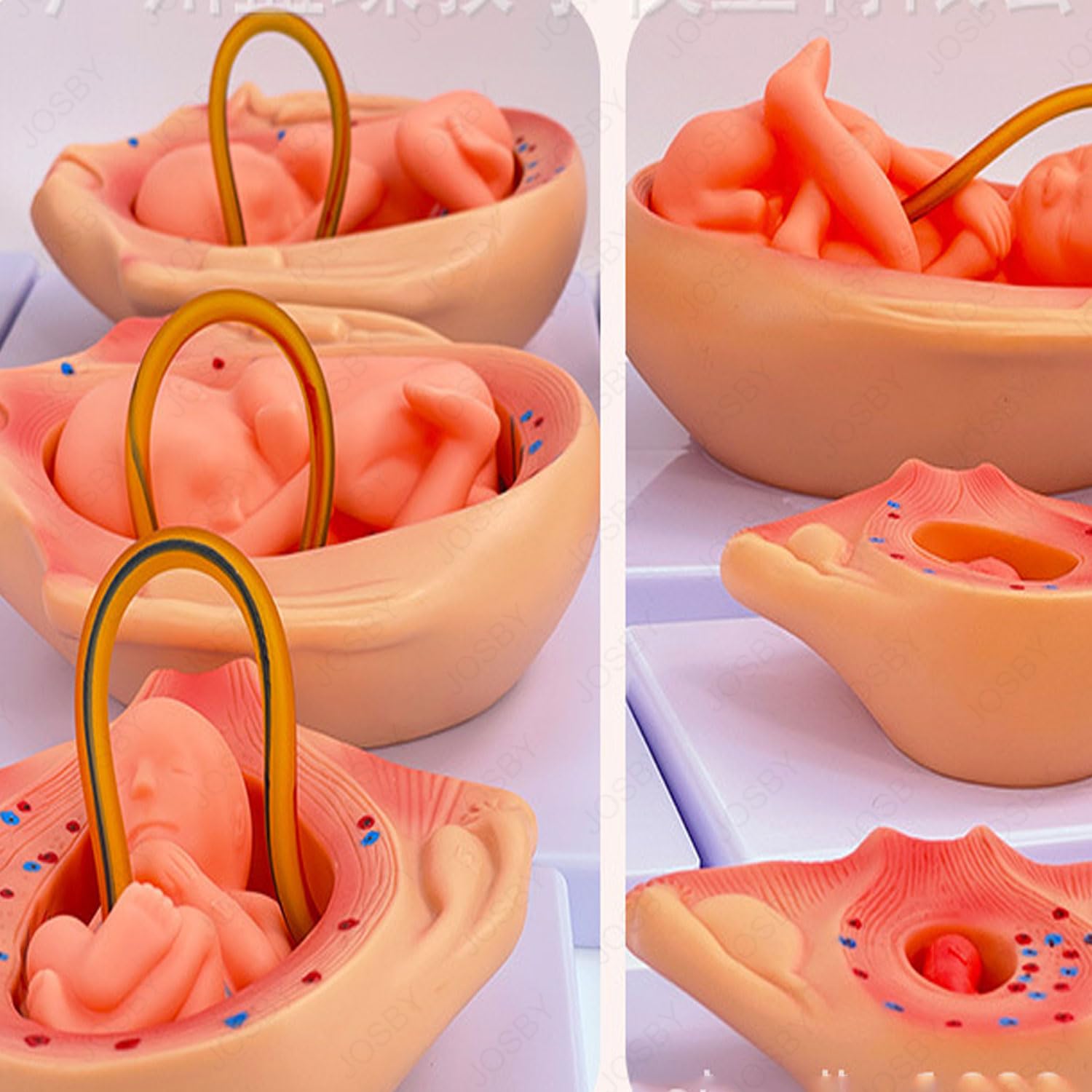 JOSBY Modello di Sviluppo fetale da 10 Pezzi, Modello di Sviluppo dell'embrione di Gravidanza di 9 Mesi, Modello di Pianificazione familiare anatomico Medico, per Infermieristica, Medicina, Ricerca