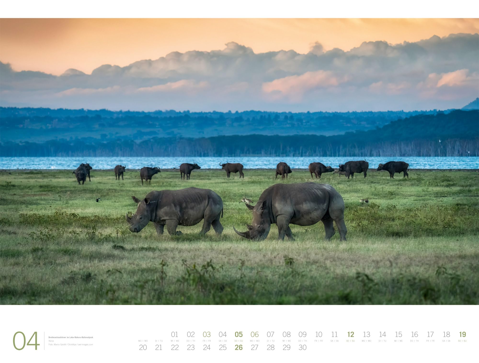 Afrika Gallery Kalender 2026: Bildgewaltiger Afrika-Kalender im großen Querformat (66x50 cm) | Tiere und Landschaft im Großformat
