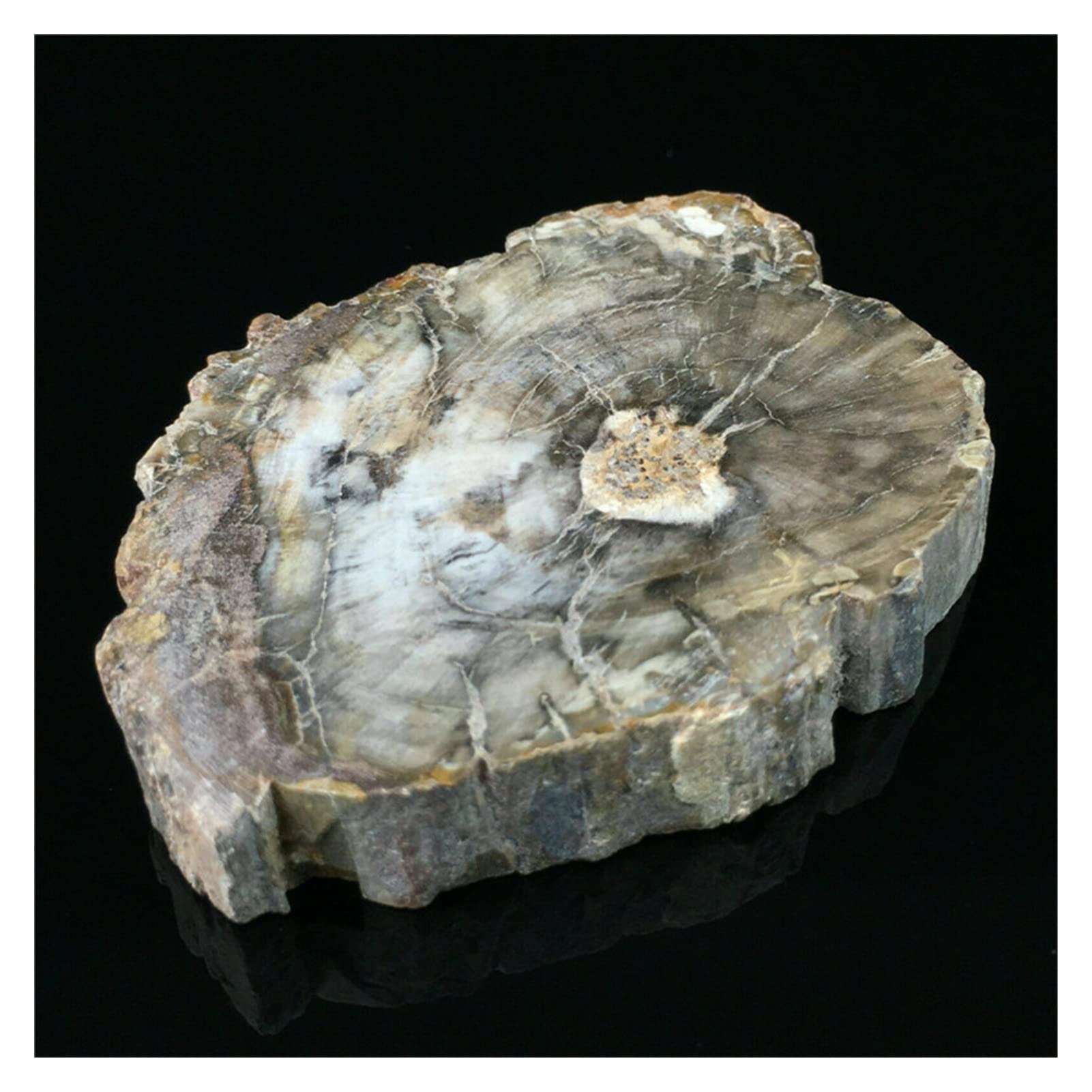 AAKOMA Cristallo Naturale Grezza Naturale Microsezione levigata Pietra pietrificata Cristallo di Quarzo Regalo Guarigione 1pc
