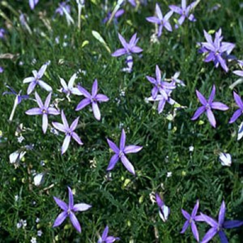 Heirloom Non OGM Blue Star Creeper 25 semi