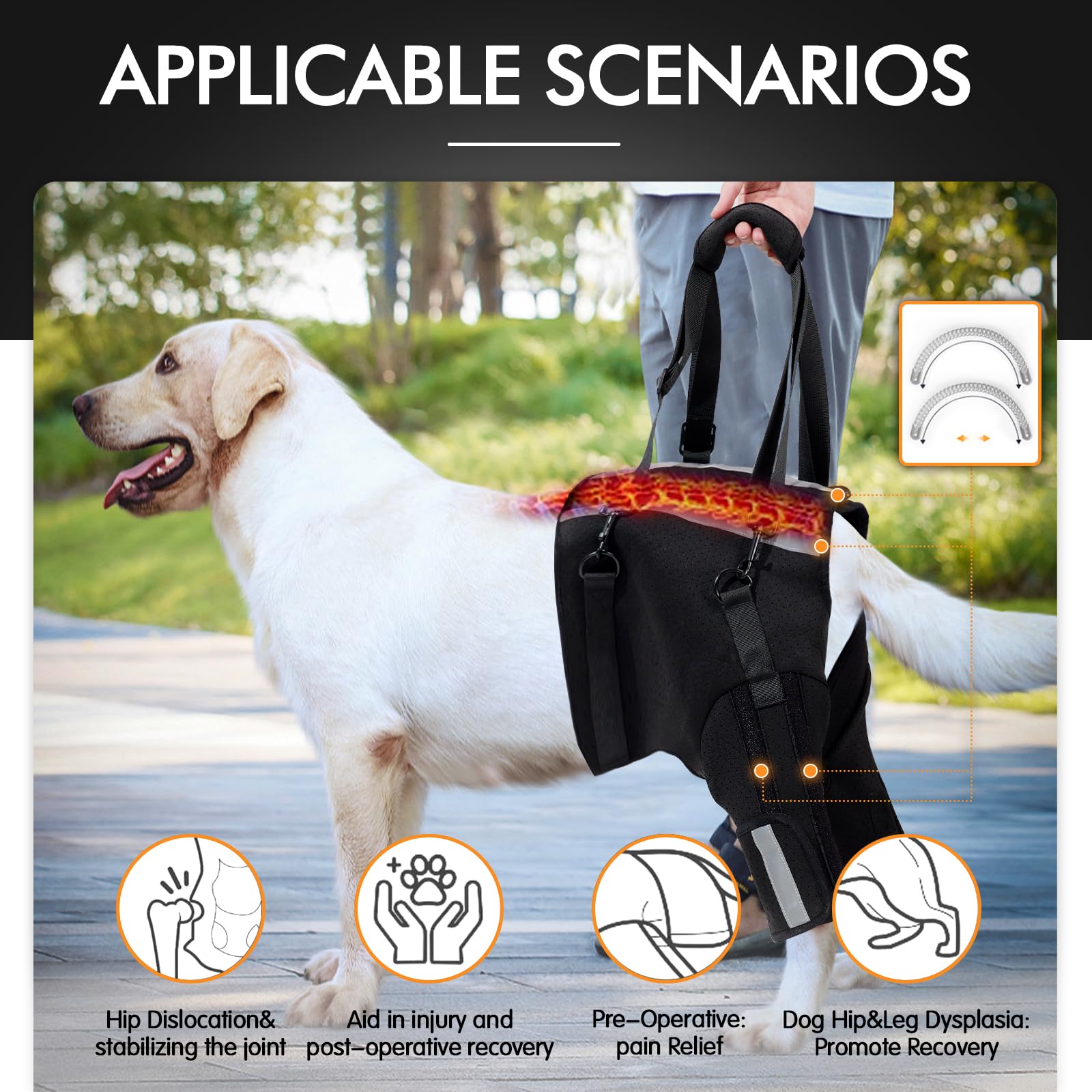 Hip Dislocation Physical Therapy For Dogs With Hip Dysplasia Hip