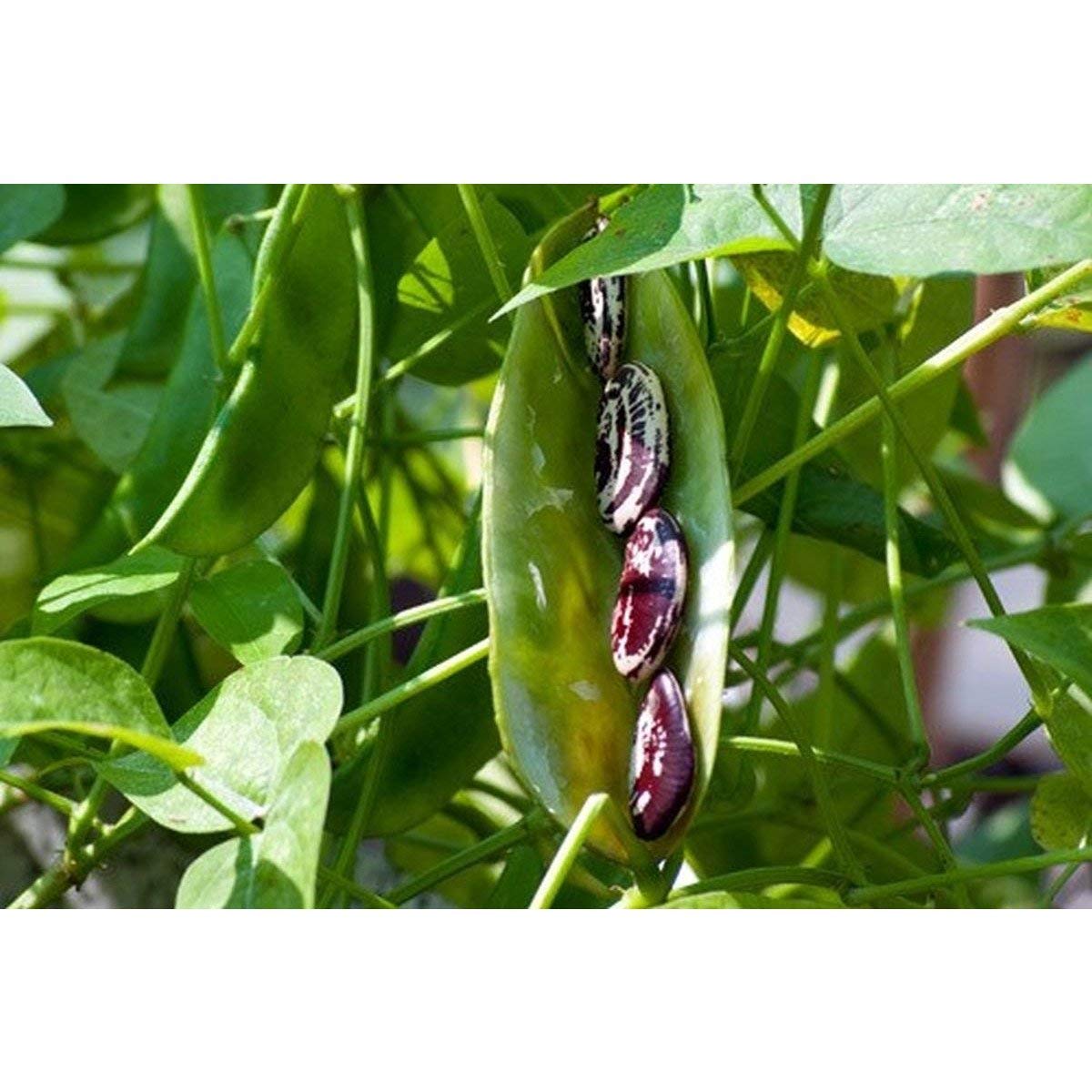 Lima Bean Plant Clip Art Indirect Defenses Of Lima Bean In Response To