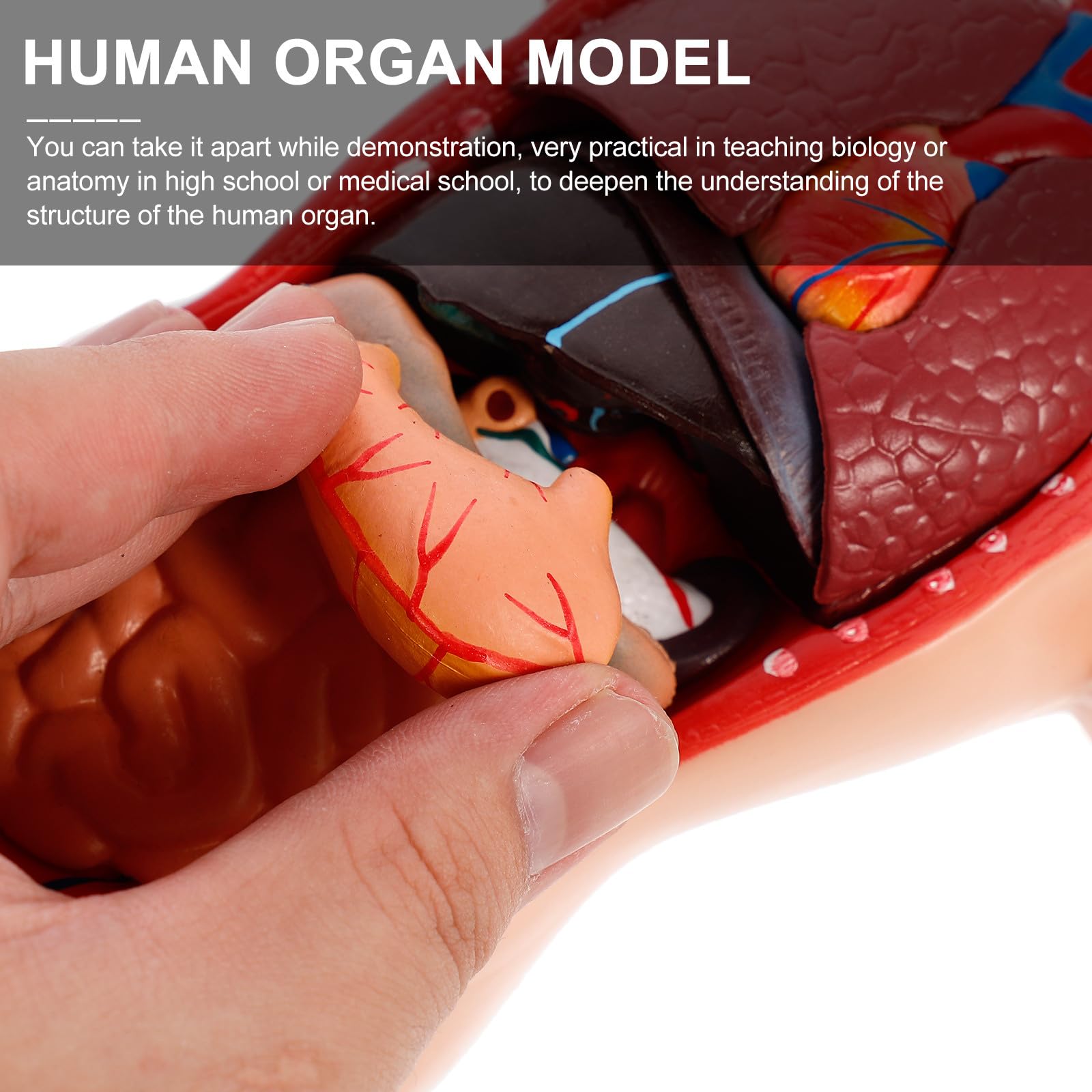 NUOBESTY Anatomisches Herzmodell zur Anschaulichen Demonstration aus Pvc Menschliches mit 15 Abnehmbaren Teilen Zerlegbares Dissektionsmodell für Krankenhäuser und Schulen