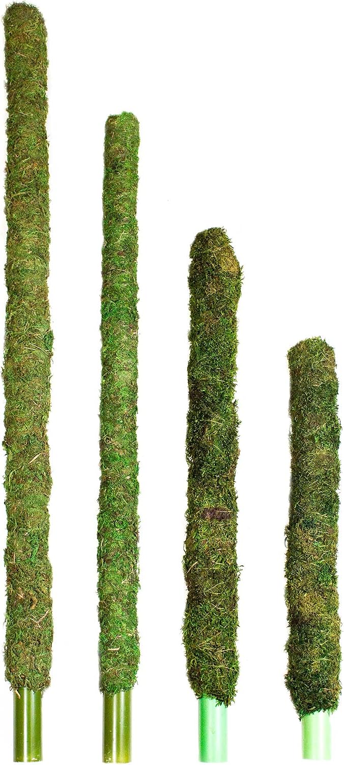 Natural Pack Galapagos 50722205: Mossy Perch Terrarium Ornament, Green 18In