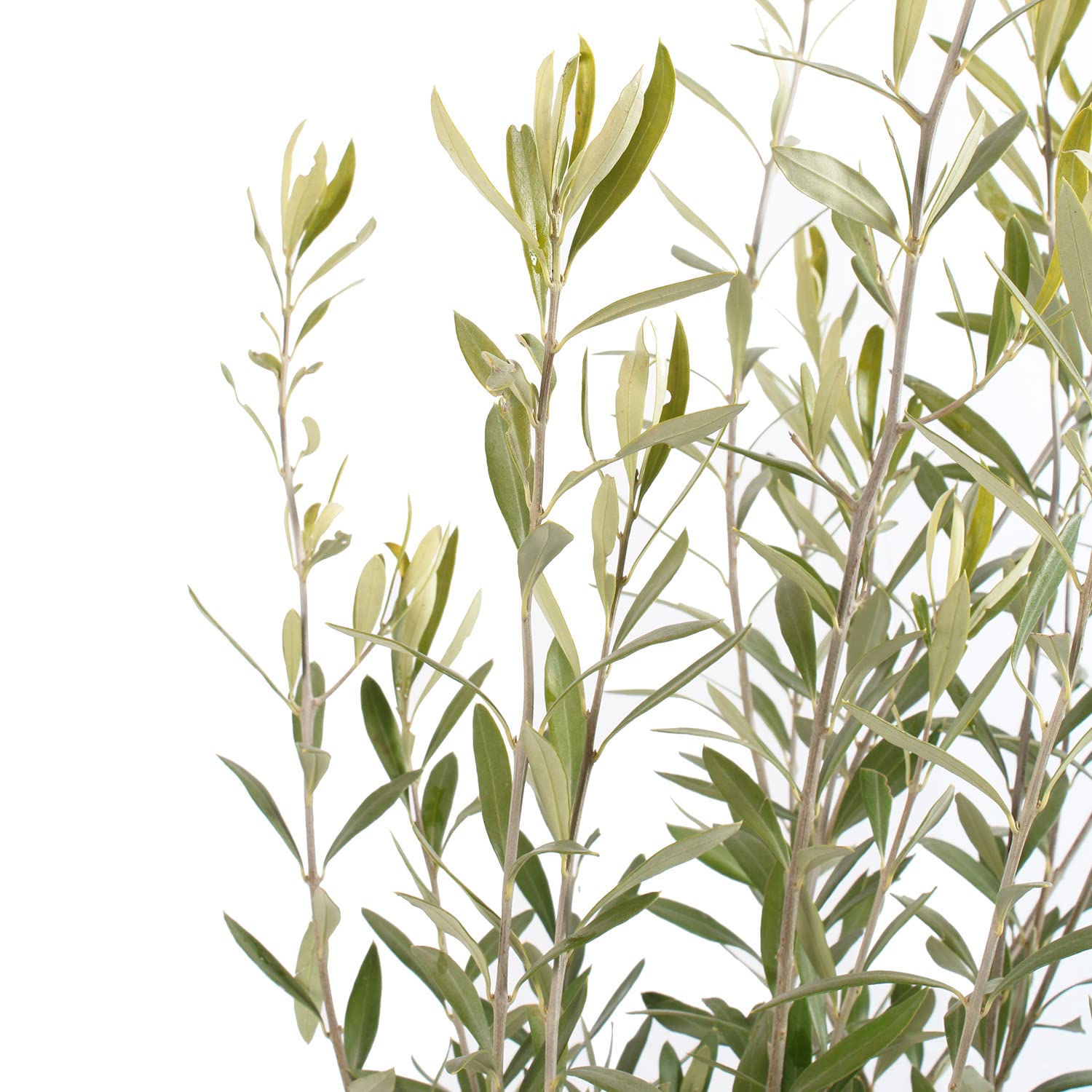 KENTIS - Olea Europaea - Pianta di Ulivo - Piante da Frutto da Esterno Vere Resistenti - Olivo Vero Pianta da Giardino - H 80-100 cm Vaso Ø 24 cm