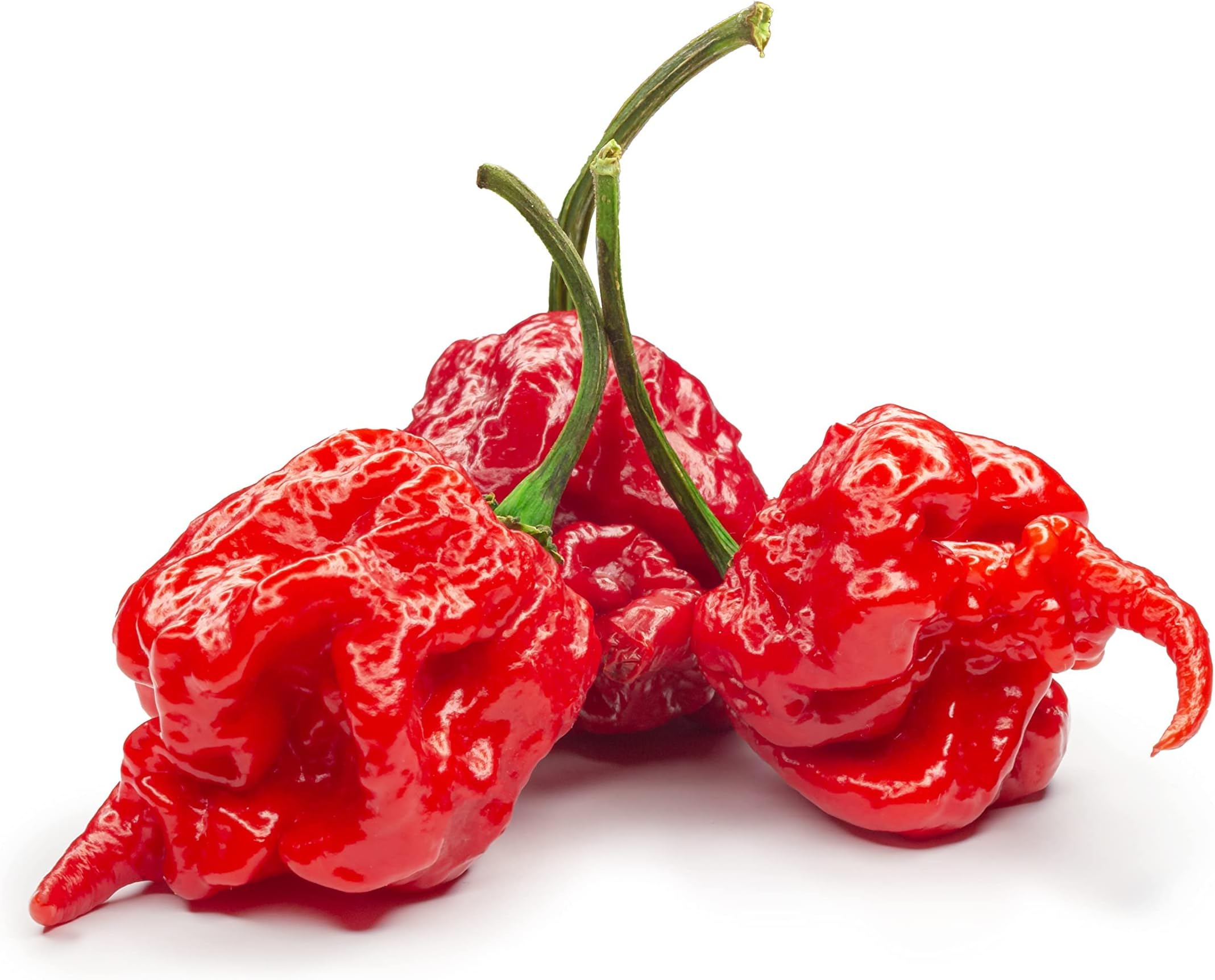 Chilli Plants, 'Carolina Reaper', Plug Plant Pack, Carolina Reaper Plants, Hot Chillies, Peppers, Garden Ready and Ready to Plant, Premium Quality Chillies (6)