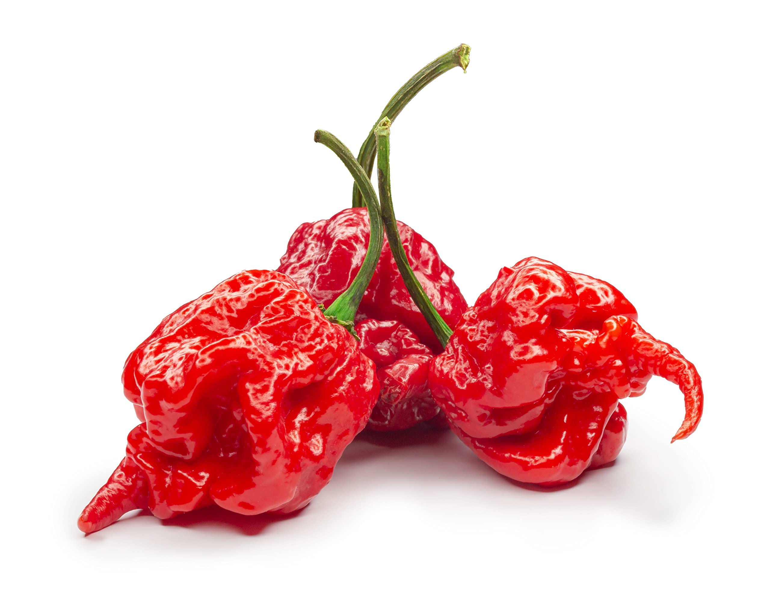 Chilli Plants, 'Carolina Reaper', Plug Plant Pack, Carolina Reaper Plants, Hot Chillies, Peppers, Garden Ready and Ready to Plant, Premium Quality Chillies (6)