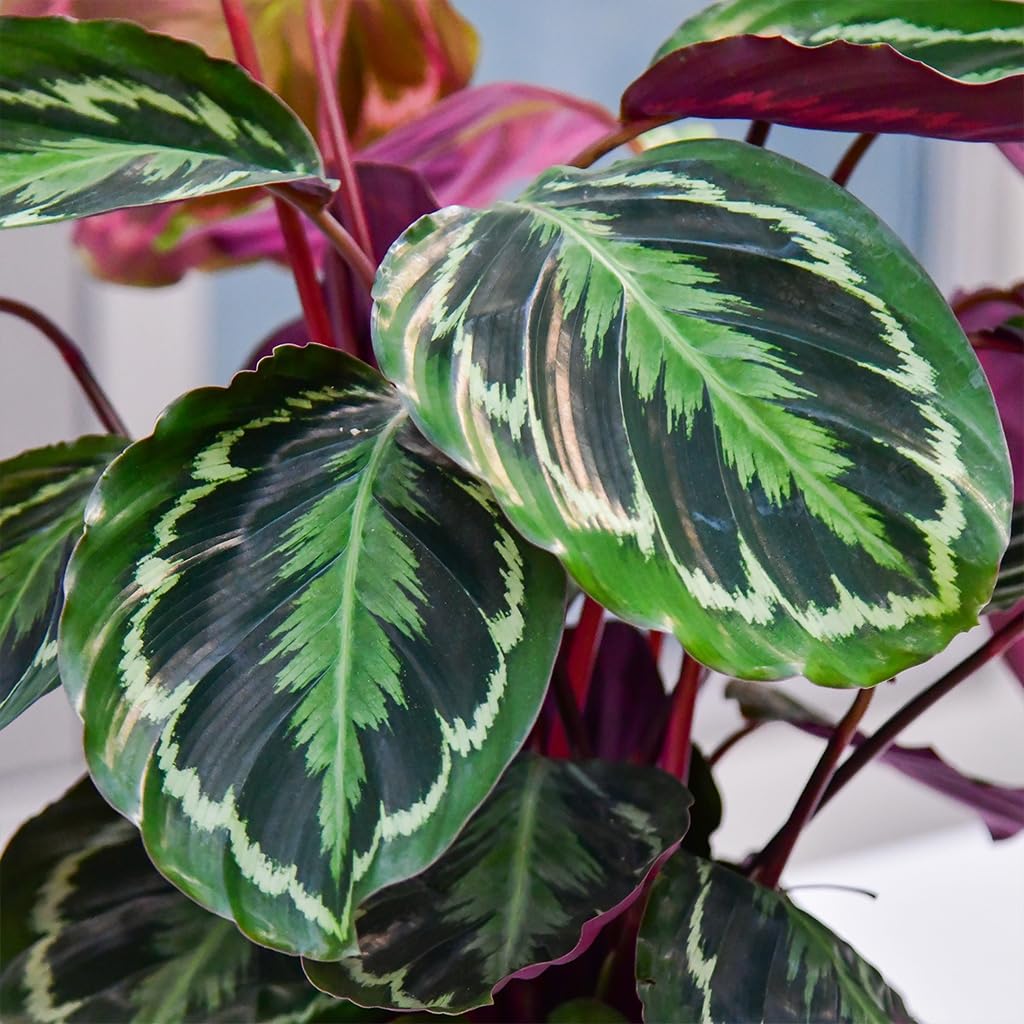 Set Calathea Medallion No. 19 im 19 cm Topf, Zimmerpflanze 70 bis 80 cm mit gemusterten Blättern, Dekoset im geflochtenen Seegraskorb 25 cm für dekorative Wohnakzente, Tierfreundlich