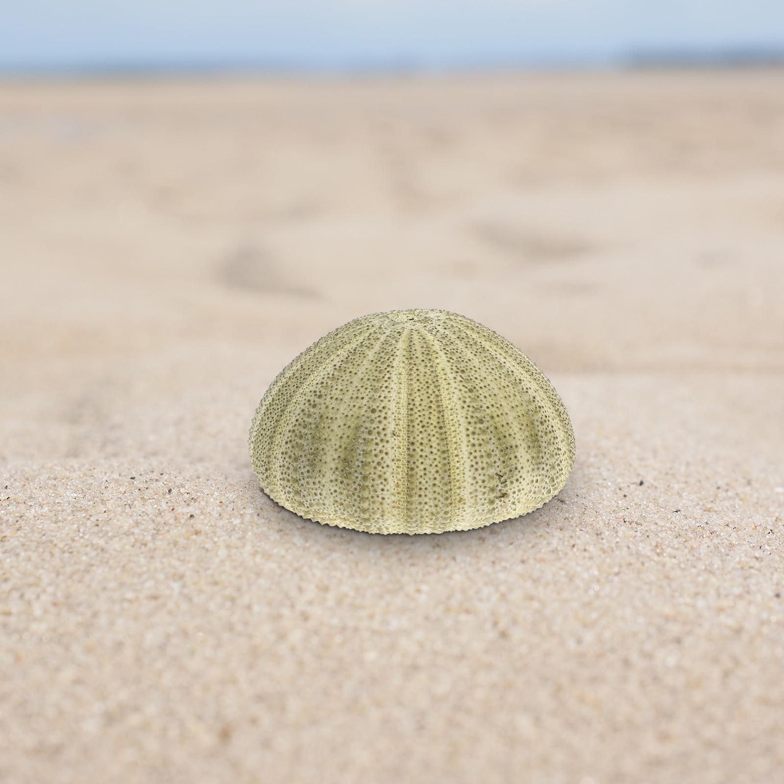 Seeigel Schalen 6 Stück Natürliche Muscheln 4–6cm für Wohnraum Deko und Strand Zubehör mit Halter für Sukkulenten und Bastelideen