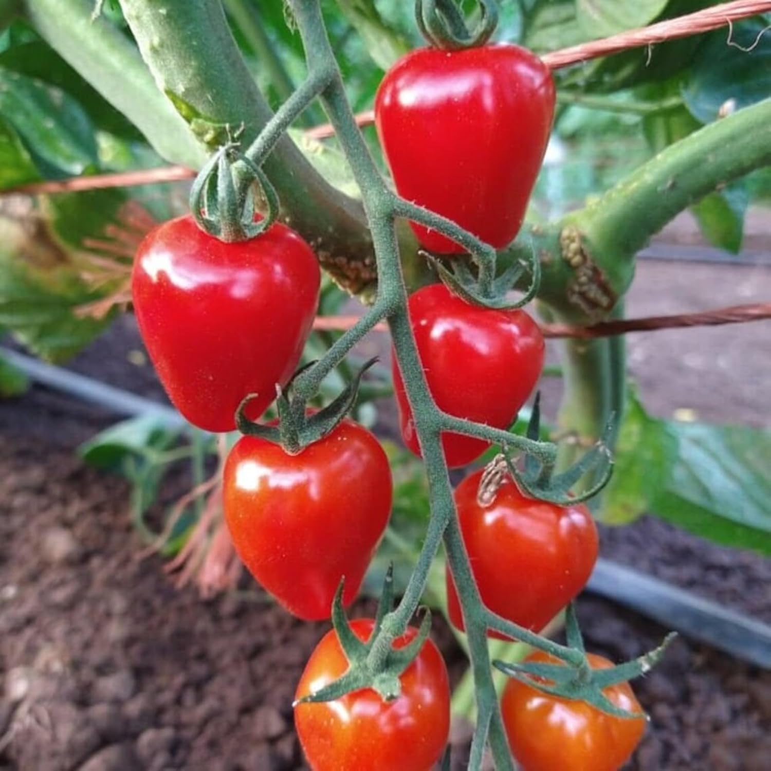 Cherry Pink Grape Tomato Seeds, 200pcs, Heirloom, Non-GMO, with Planting Instructions, for Home Vegetable Gardens