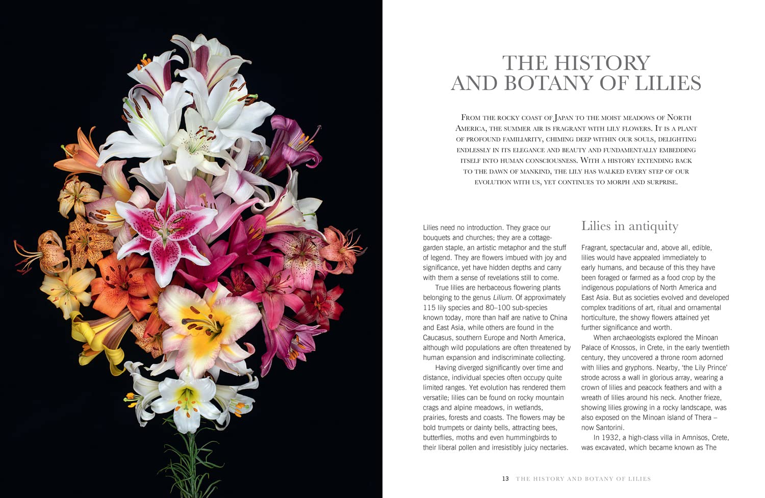 Lilies: The ultimate flower guide for growing, flowering and cutting varieties for the home and gardening