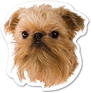 Magnet America Brussels Griffon Dog Magnet is 5" x 4.875" Made for Vehicles and Refrigerators