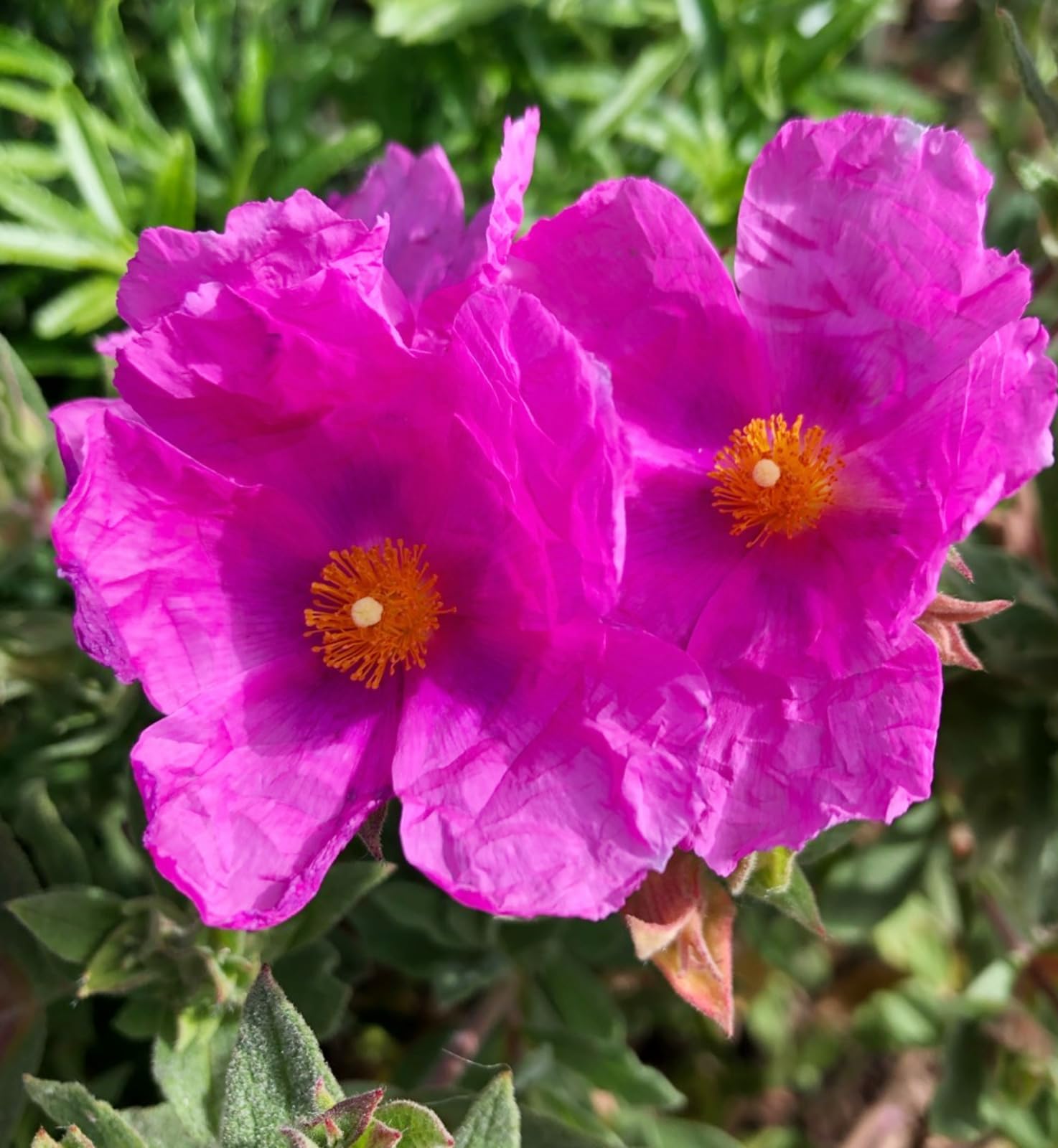 Cistus Sunset Rock Rose Plant 2 x 9cm Pots - Hardy Evergreen Shrub for UK Gardens - Vibrant Pink Mediterranean Style Plants - Ideal for Borders, Containers & Coastal Areas