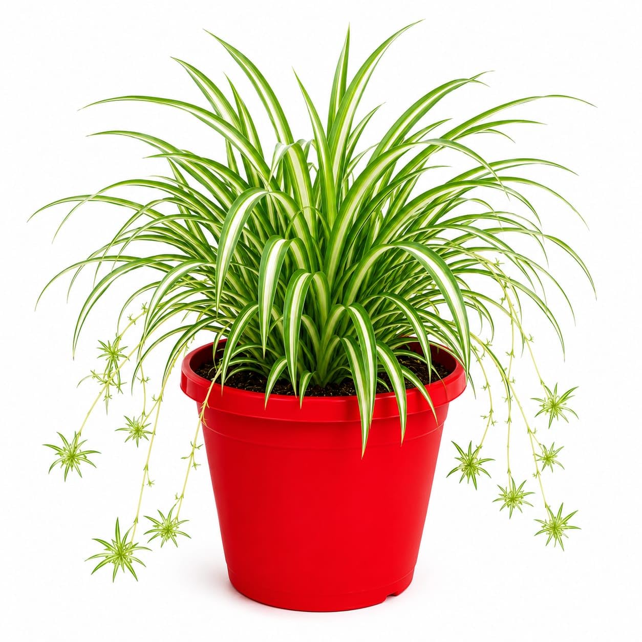 Kyari Spider Plant (Chlorophytum Comosum) Live Indoor Air Purifying Plant | Air-Purifying Indoor Plant, Variegated Green Leaves, Low Maintenance, Ideal for Beginners, Home & Office Decor-image-18
