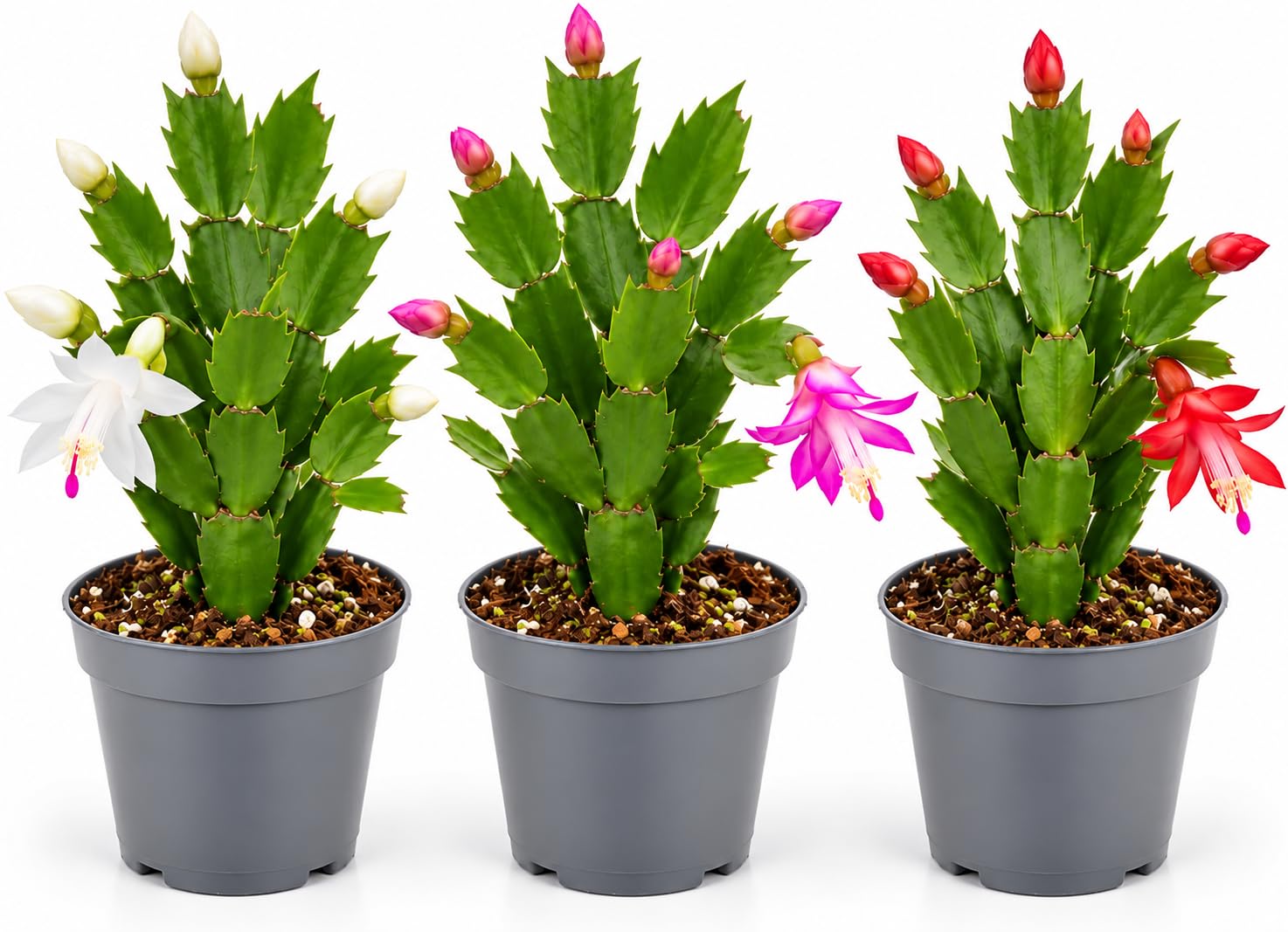 Carbeth Plants - Christmas Cactus 3 Plant Mix in 10cm Pots