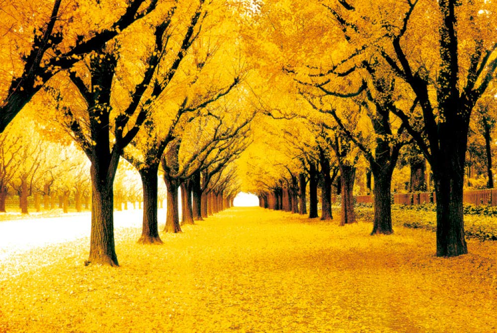 BeiMeng Jigsaw Puzzles Adults 500 Piece Educational Toy Wooden Gold Full Home Decoration Gifts -38x52cm