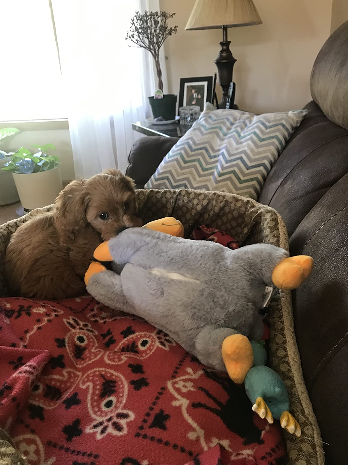 All for Paws Heartbeat Puppy Toy Soothing Dog Separation Anxiety Relief