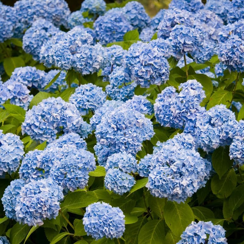 2 Blue Hydrangea Bushes Live Plants, Well Rooted, Dormant Hydrangea Tree Shrub 4-7 Inches for Planting