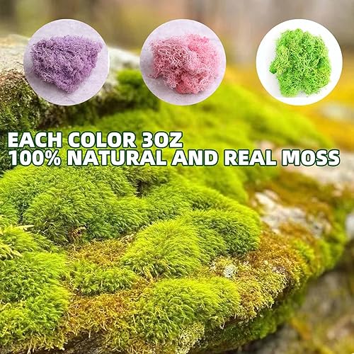Miniatura 4 de Musgo vivo natural de 9 onzas, musgo falso para plantas en macetas y terrarios, arte y decoración de bodas (verde, morado, rosa)