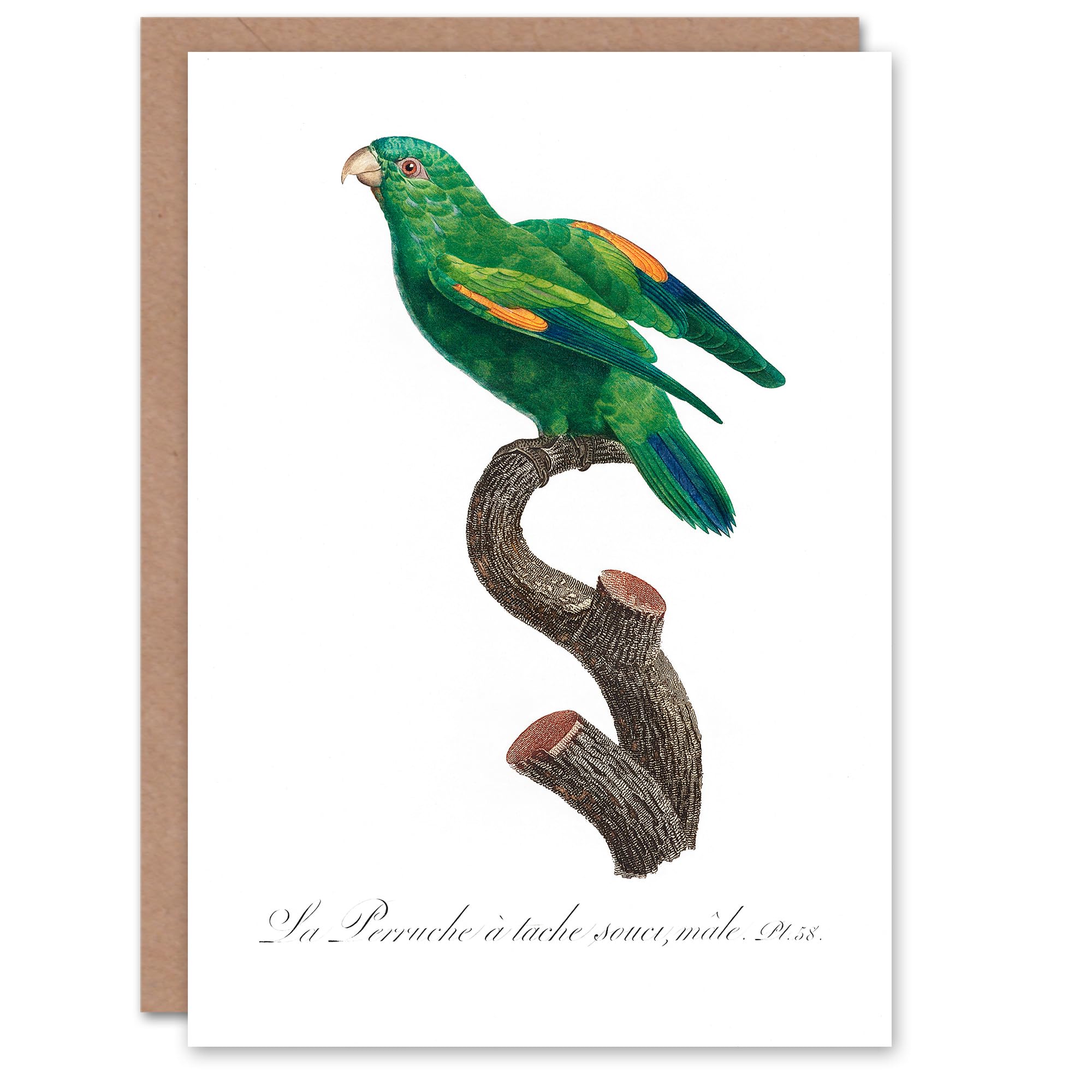 Artery8 Francois Levaillant Art Card The Marigold Lorikeet Parrot