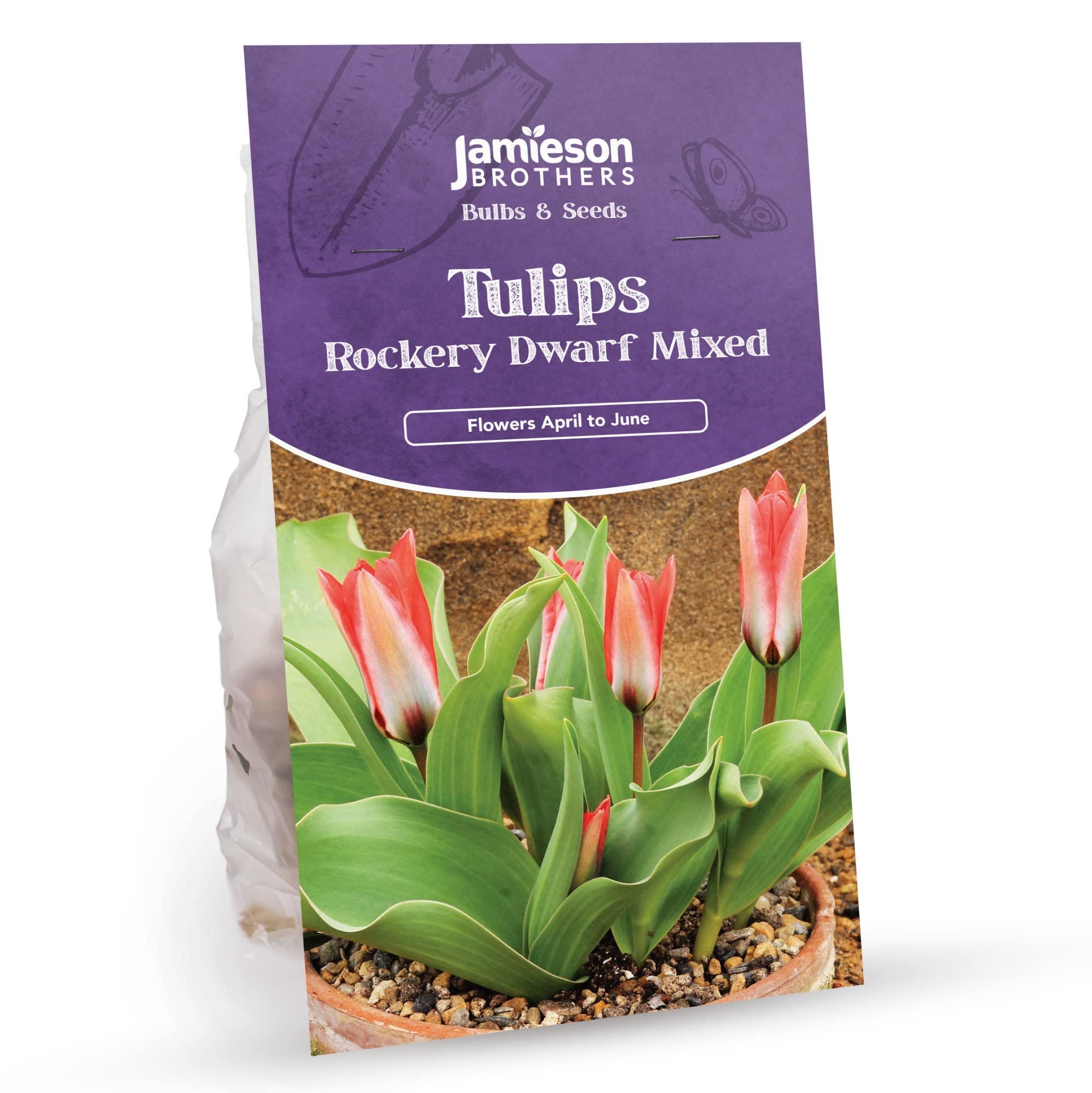 Mixed Rockery Miniature Tulip Bulbs - 12 Bulbs to Plant in Gardens, Borders & Flowerbeds โ Bulk Spring Flower Bulbs Ideal for Adding Colour to Your Area - by Jamieson Brothers