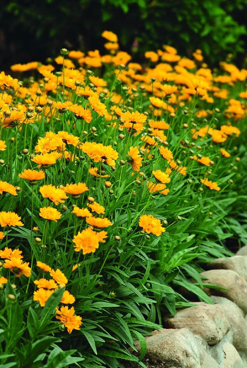 Creative Farmer Flower Seeds Coreopsis Crassifolia For Hedge Flower