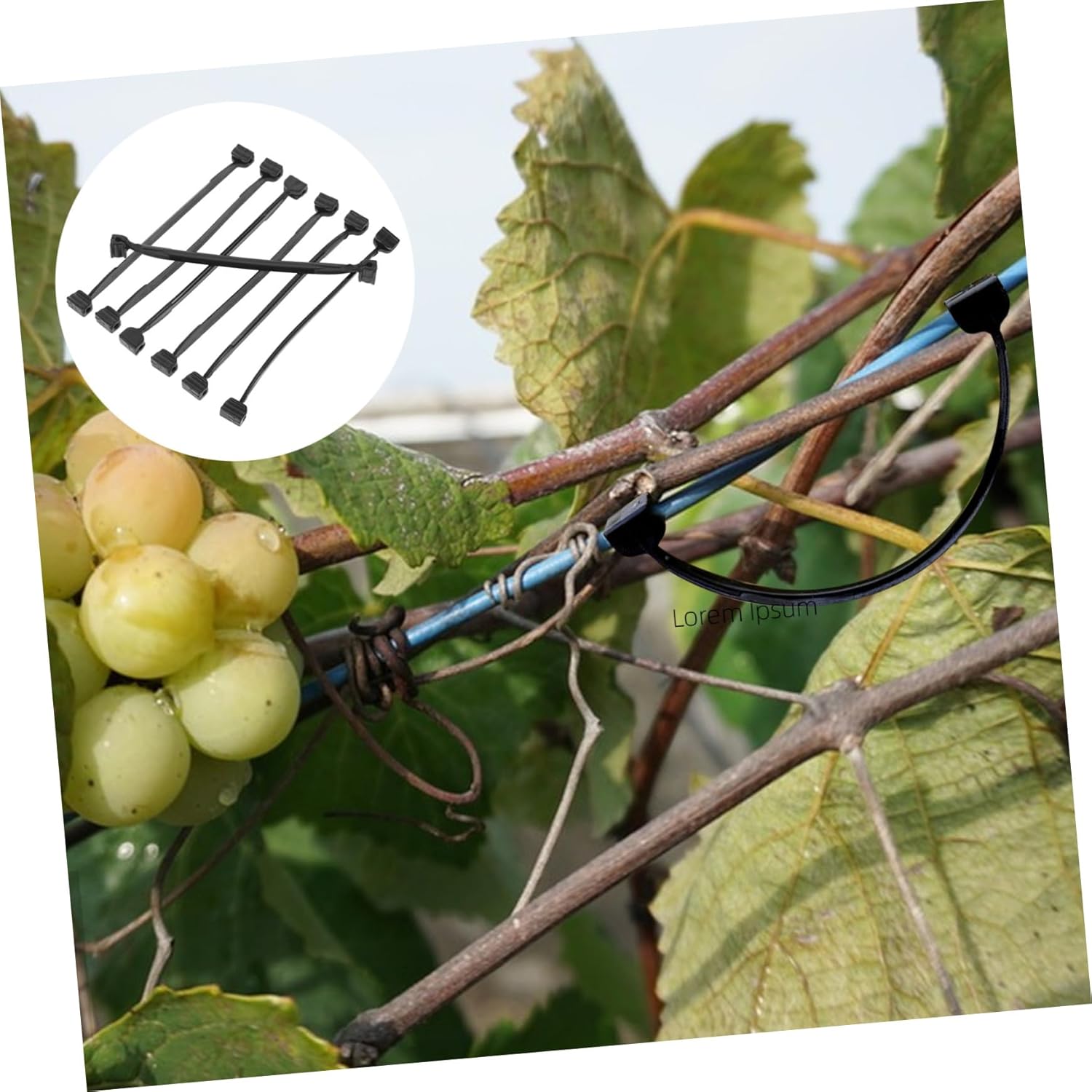 balacoo 1bag Garden Vines Clip Fruits Tree Fixing Clamp Plant Clamp Vine Clip Accessory Plant Cutting Support