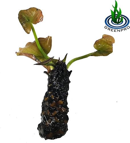 (Nymphaea Colorata) Hardy Water Lily Tuber