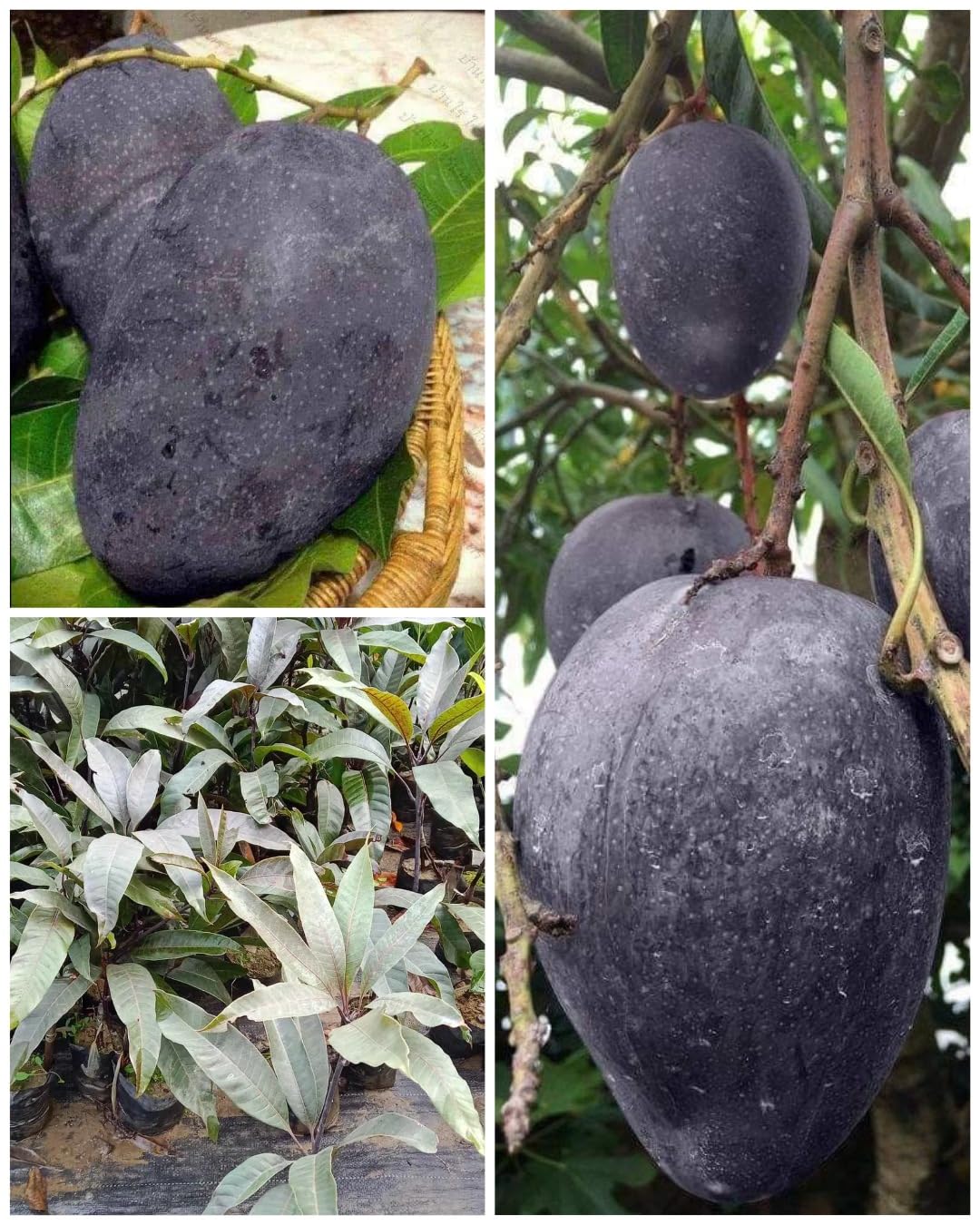 Native Earth Black Stone Mango Grafted Plant - Indonesia Variety Kosturi Mango Tree Height 2-3 Feet, Pack Of 1 Plant (B0CR51QFJV) Amazon Price History, Amazon Price Tracker