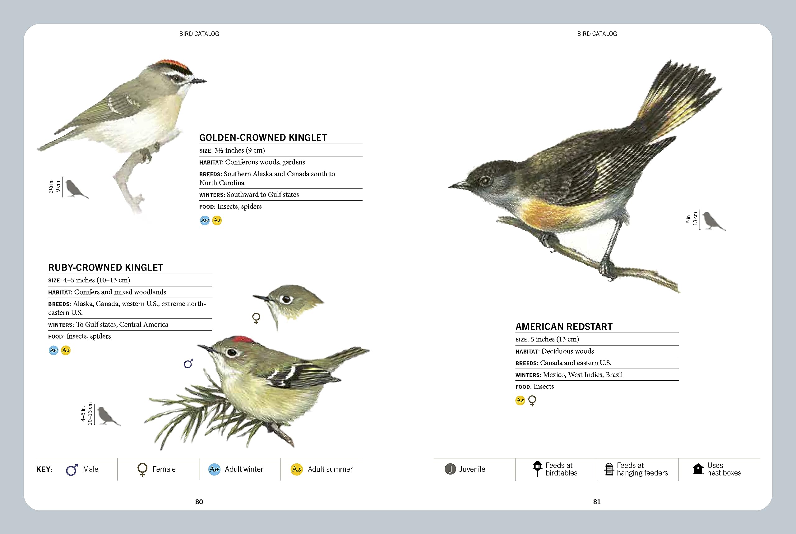 A Field Guide to Backyard Birds of North America: A Visual Directory of the Most Popular Backyard Birds - Includes a 2-Year Logbook - Image 6