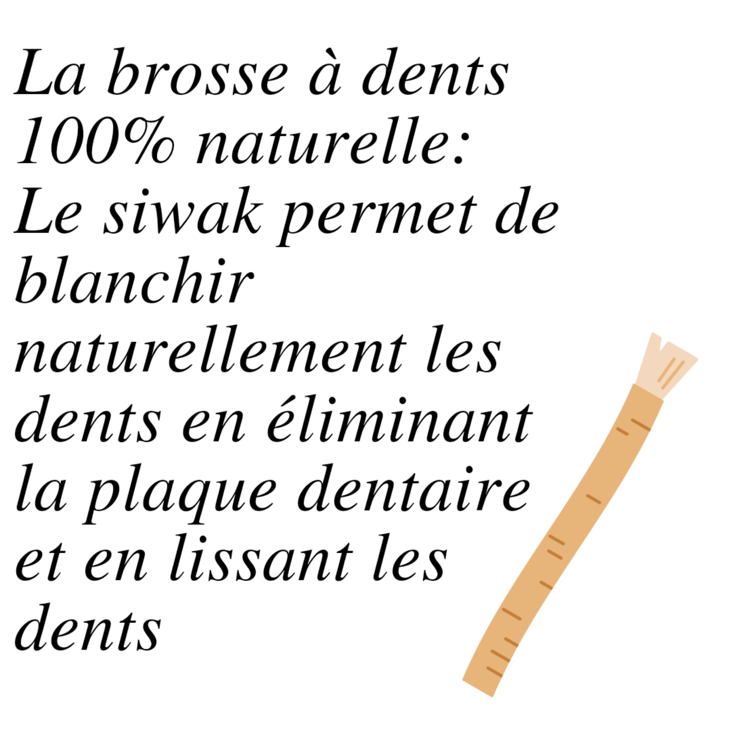 MSPURE Set di 12 bastoncini di Siwak con custodia – Spazzolino da denti 100% naturale – detergente, disinfettante e sbiancante, ecologico, biodegradabile e vegano [Soddisfatto o imbottito] (x10)