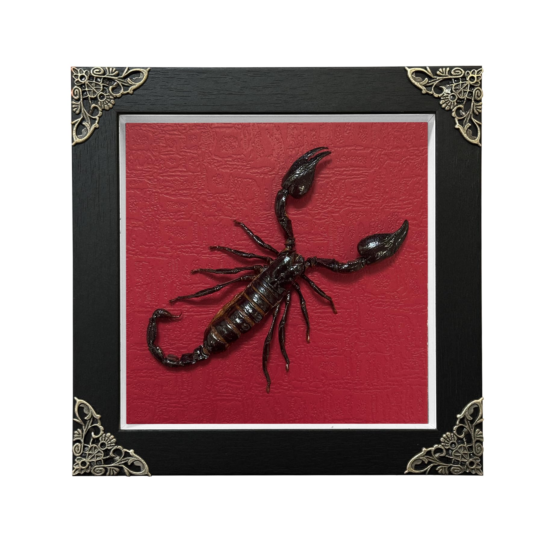 Photo 1 of Real Scorpion Taxidermy Framed Handmade, 7.1'' x 7.1'' Insects Shadow Box Wooden Framed for Gothic Home Decor Taxidermy Specimen Display for Wall Art Oddity Tabletop