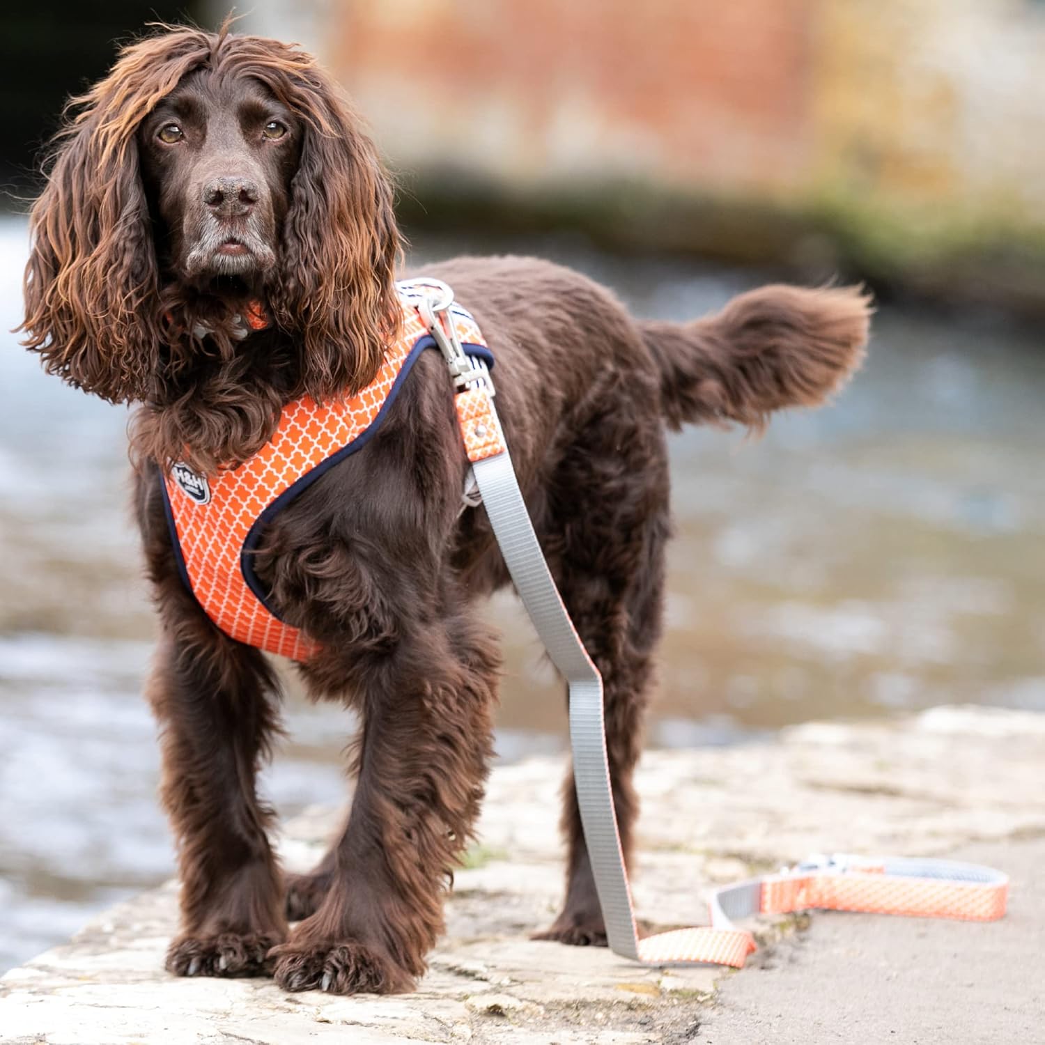 HUGO & HUDSON Nylon Dog Leash 4ft Pet Leash Soft Padded Handle, Orange Geometric, 47" x 0.6"