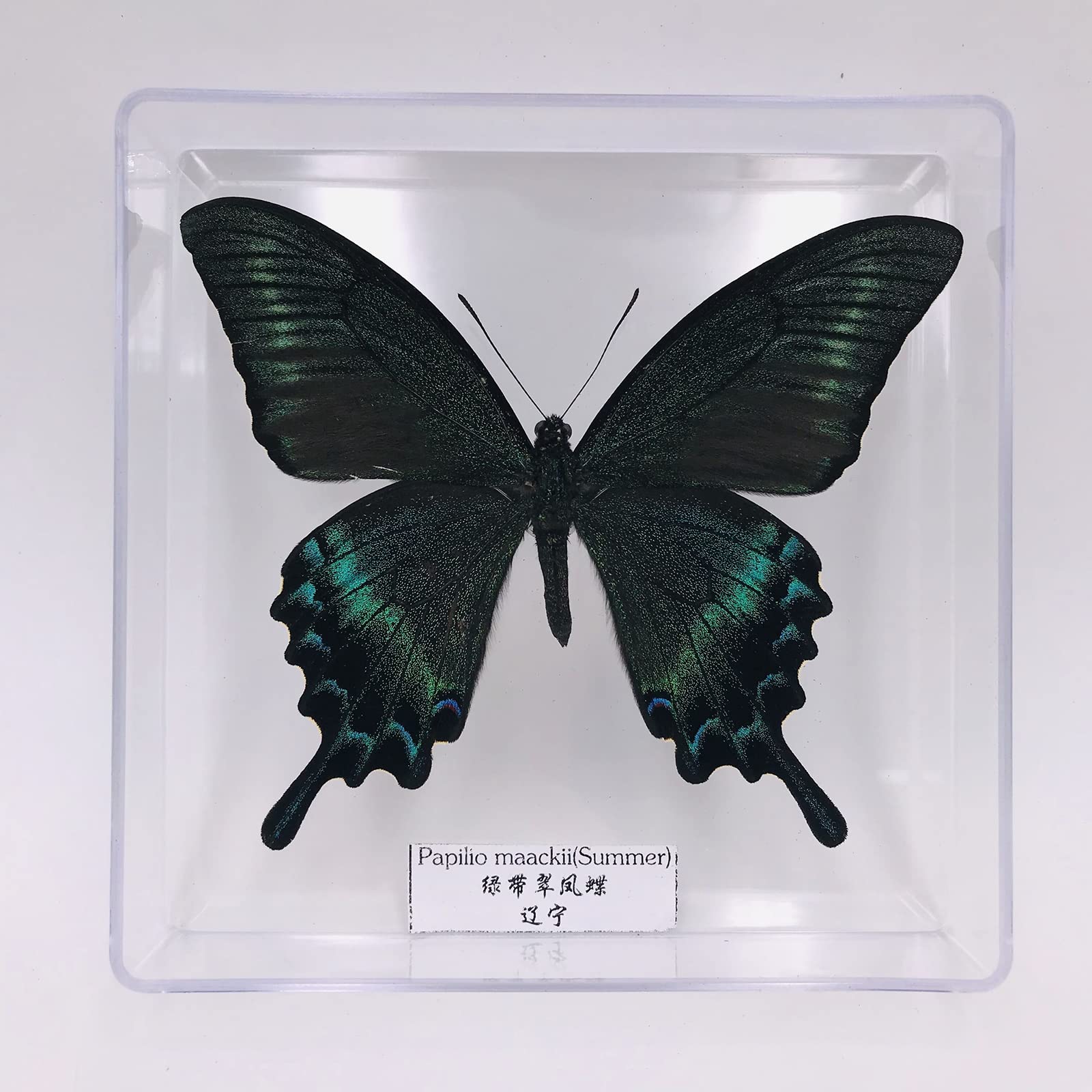 Spécimen d'insecte Papillon Exquis,Vrai Papillon de Taxidermie,Monde des Insectes de la Science de la biologie,Boîte Transparente en Acrylique,Présentoir de Collection