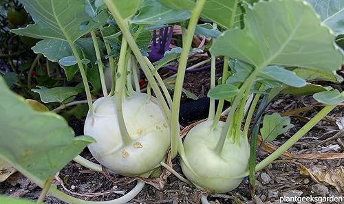 Miniatura 7 de Semillas Kohlrabi Gigante Bienal Col Heirloom Vegetal No OGM