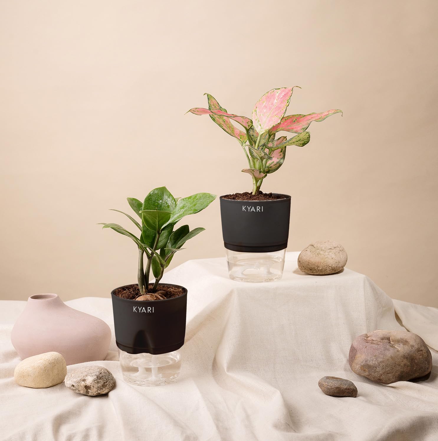 KYARI Aglaonema Pink Valentine-Zamia Green (ZZ) Combo of 2 Indoor Plants for Living Room | Live Plants | Plants with Black Pot for Home Air purifier plants | Plants for Home Decor | Plants for garden (B0CHYVLRMN) Amazon Price History, Amazon Price Tracker