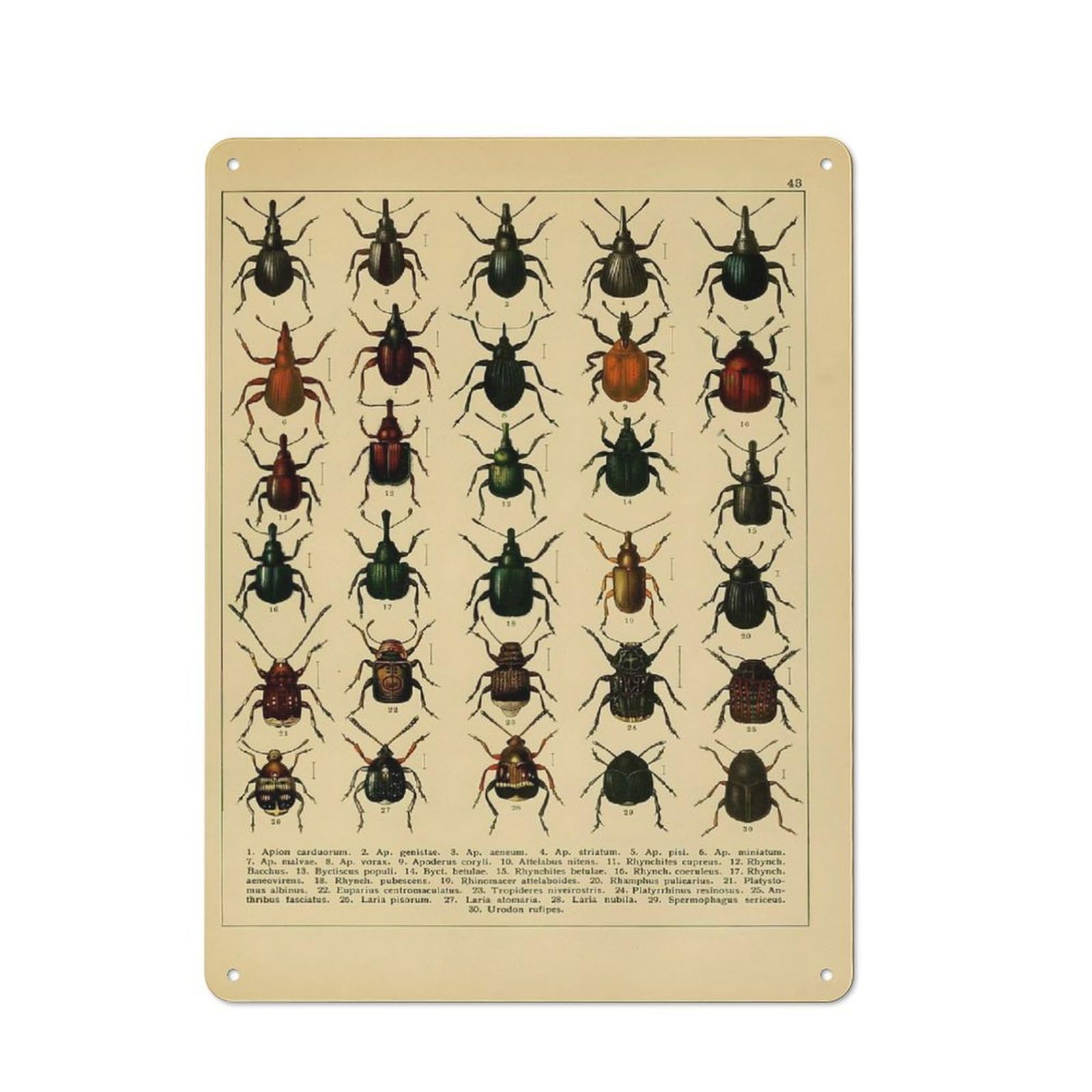 Urban Vintage Insect Decorative Metal Plaque 40x30cm, Urban Room Decor for Flat, Bar, Studio Or Gallery Wall