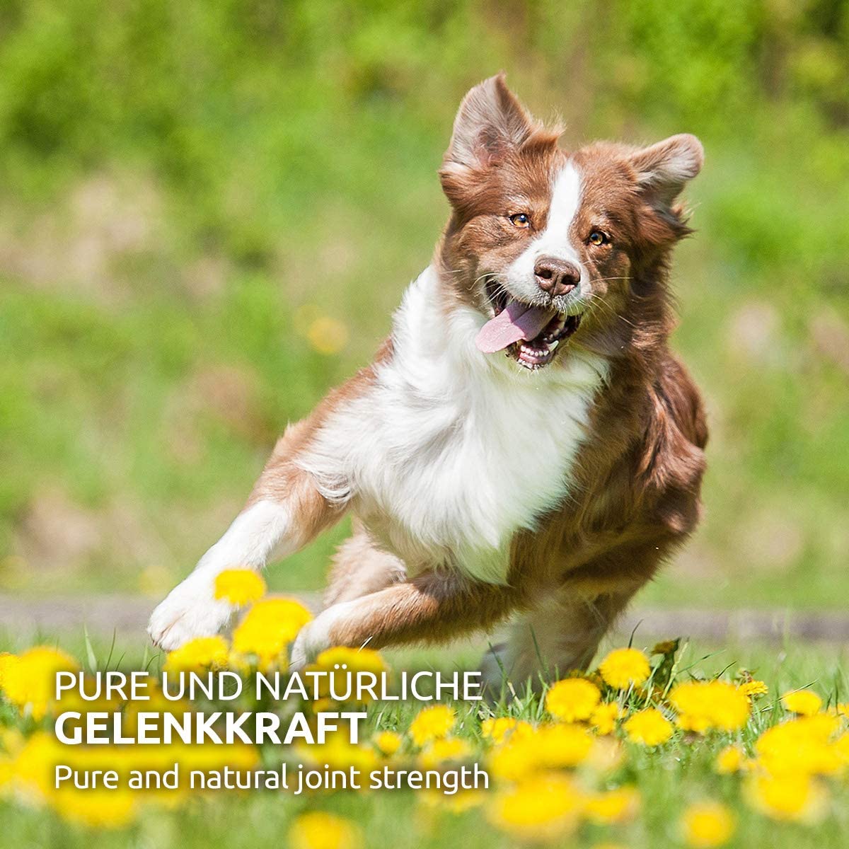 AniForte Green Lipped Mussel for Dogs and Cats 100g Powder 100