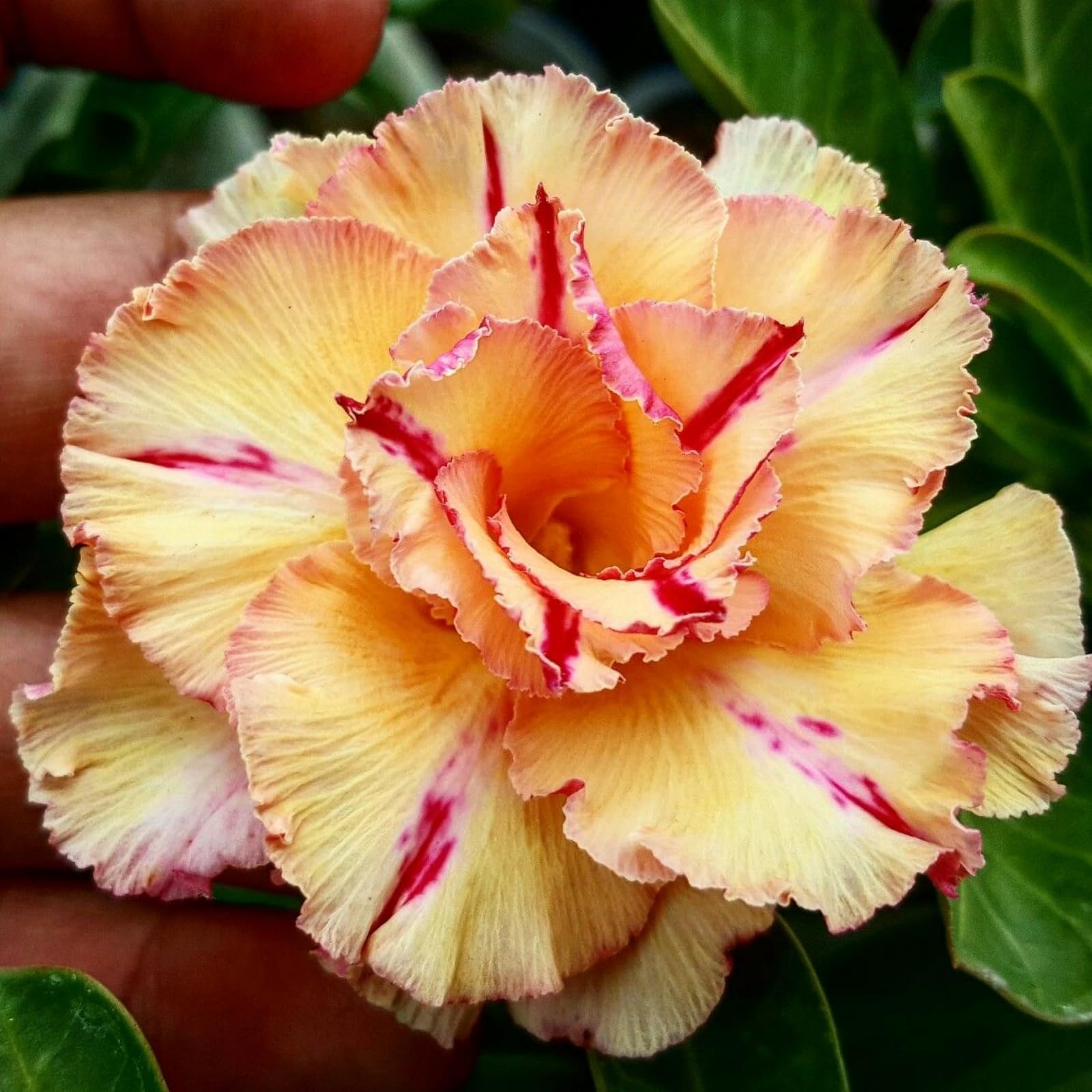 Desert Rose Bulbs for Planting,Excellent Display Indoor Perennial,Desert Rose Bulbs Mix,Desert Rose Tubers UK,Greening Flower,Flowering Rhizome,Balcony Garden Bulbs.-1bulb-G