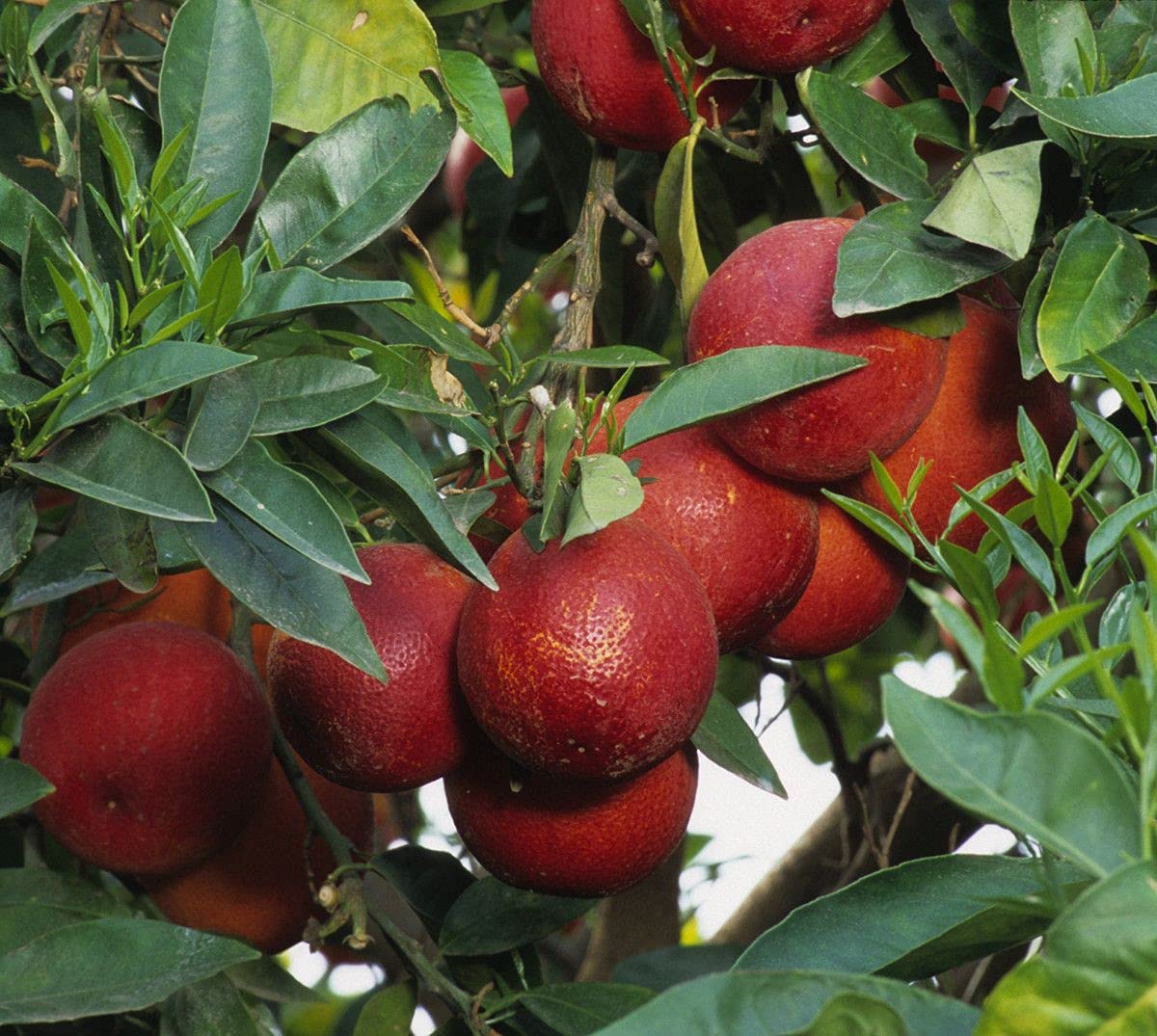 See full amazon price history chart for NurseryLive Rare Red Lemon Fruit Plant ( Australian Red Lemon ) 1 Healthy Live Plant ( Seedling) NurseryLive Rare Red Lemon Fruit Plant ( Australian Red Lemon ) 1 Healthy Live Plant ( Seedling) (B09CV4TNM5) Amazon Price History, Amazon Price Tracker