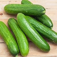 Spacemaster 80 Cucumber Seeds - 50 Non-GMO Pack | High-Yield Full-Size Slicers for Small Gardens & Containers
