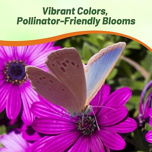 Miniatura 7 de Outsidepride 10 semillas de flores de margarita africana de Osteospermum púrpura perenne para plantar