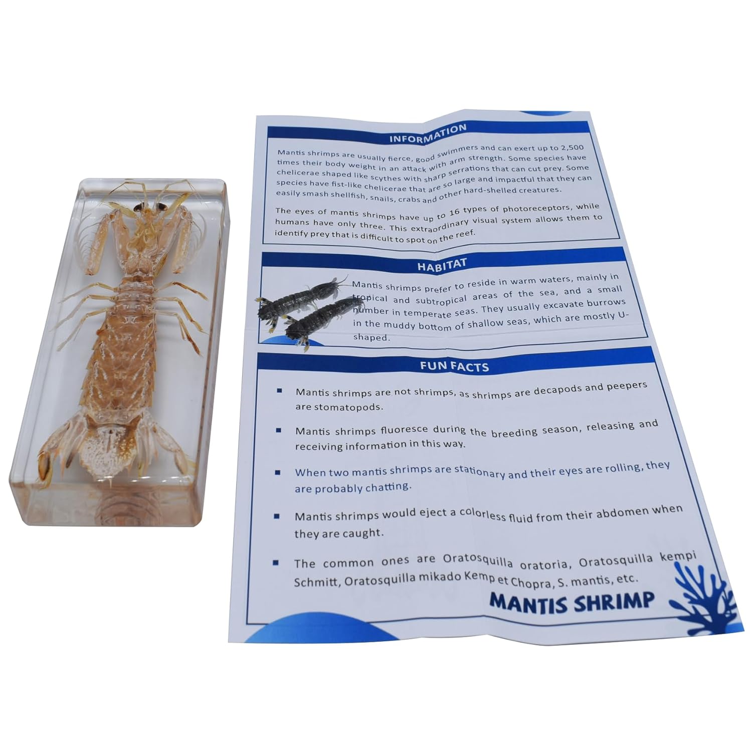 Taxidermy Mantis Shrimp, Real Mantis Shrimp Specimens Animal Specimen in Resin for Science Classroom Science Education