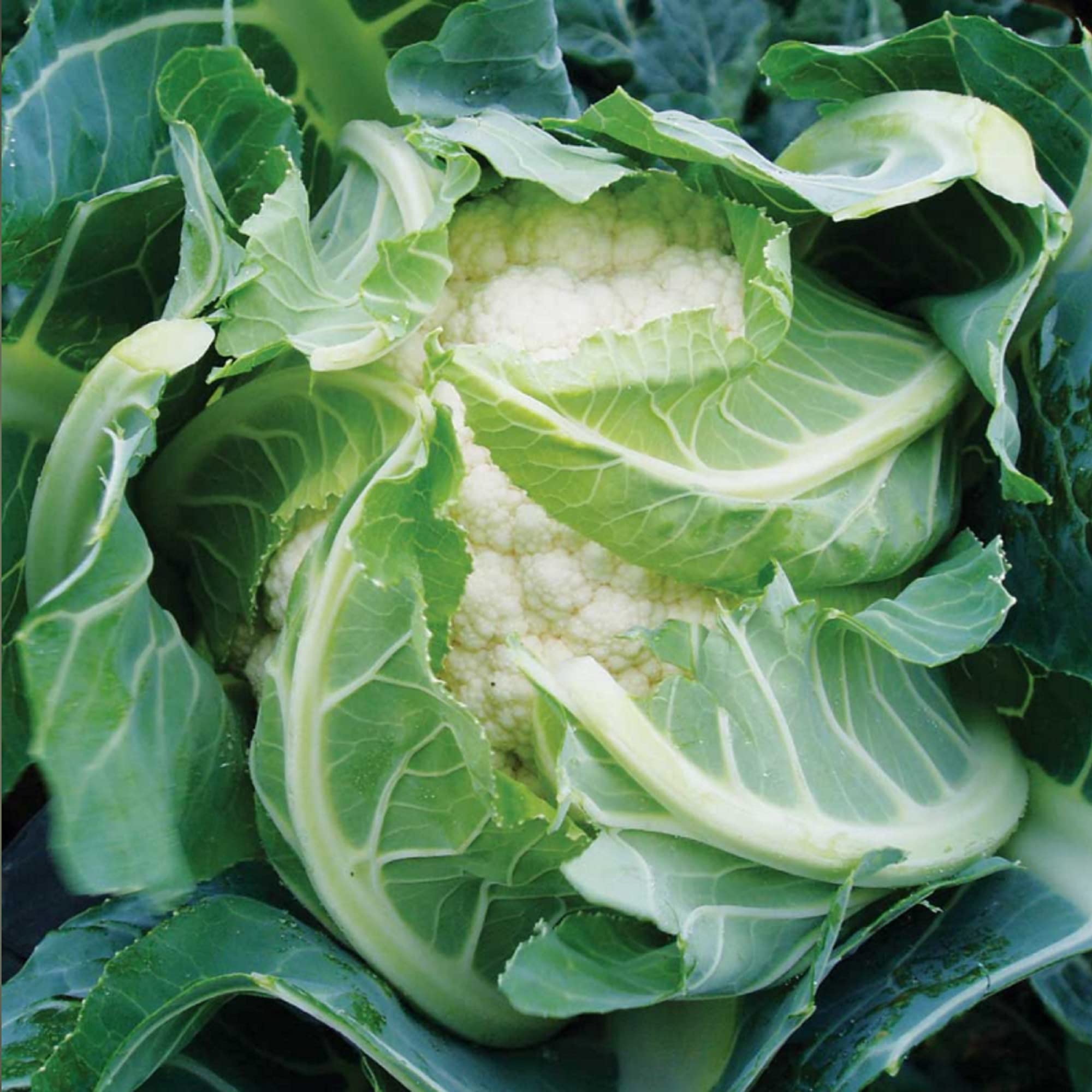 Keep Cropping, Cauliflower Sapporo Plants, Brassicas, Grow Your Own Veg, Supplied As Healthy Vegetable Plants By Suttons (20, Value Plug Plants)